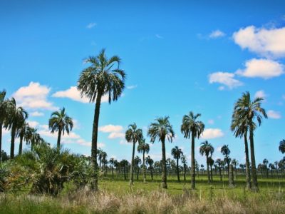 “Más pasto para regenerar el palmar de Butiá