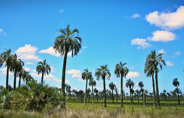 “Más pasto para regenerar el palmar de Butiá