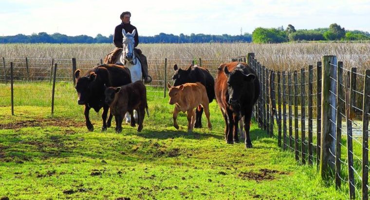 Inserción Internacional de los Países del Mercosur y las restricciones al comercio