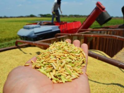 Buena colocación de arroz uruguayo en México