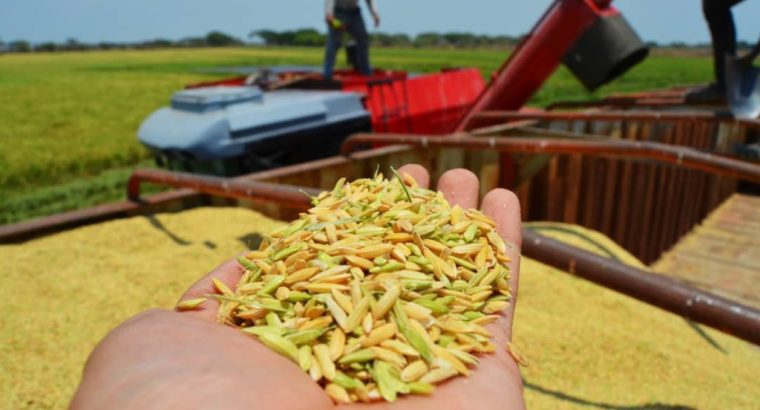 Buena colocación de arroz uruguayo en México