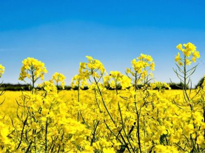 Recomendaciones a productores y técnicos de Colza y Carinata