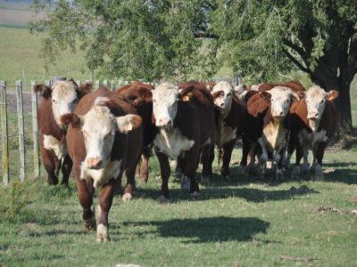 Buenas prácticas ganaderas ante un verano desafiante