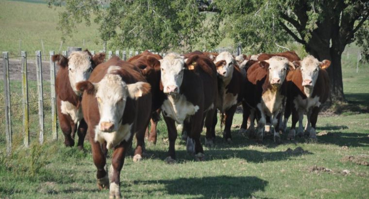 Buenas prácticas ganaderas ante un verano desafiante