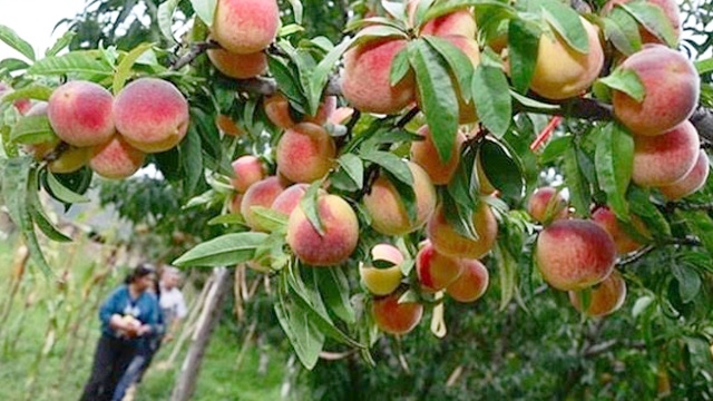 Emergencia agropecuaria continuará solo para sectores hortícola y frutícola