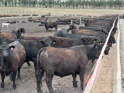 Cambio de tendencia en el mercado de la hacienda gorda