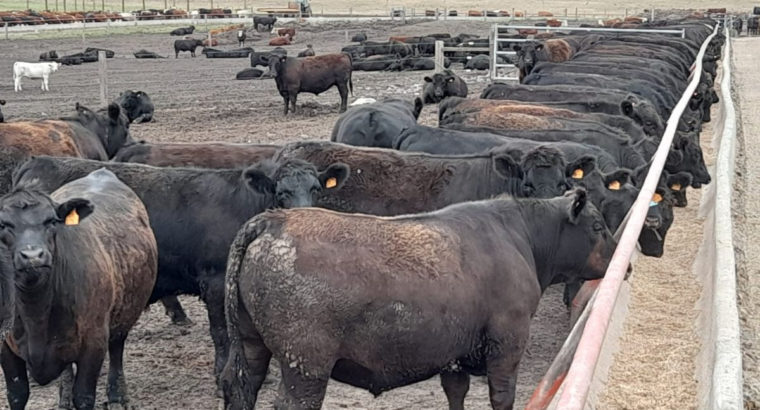 Cambio de tendencia en el mercado de la hacienda gorda