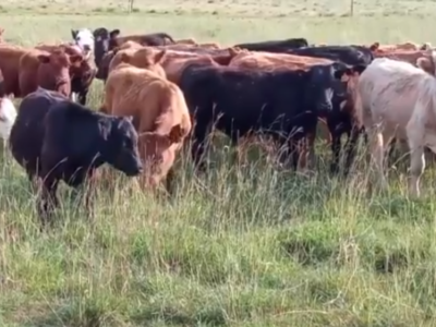 Manejo por ambiente para multiplicar la producción de Canutillo