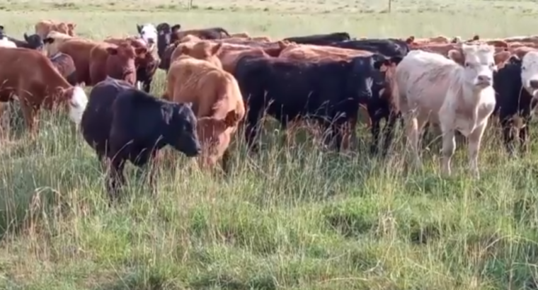 Manejo por ambiente para multiplicar la producción de Canutillo