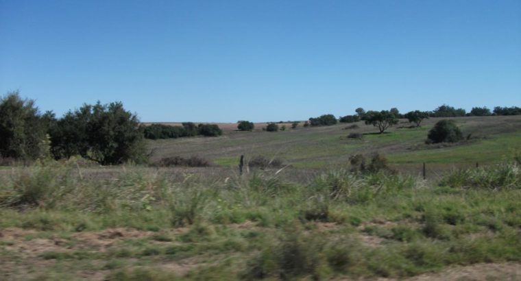 Ganadería en campo natural