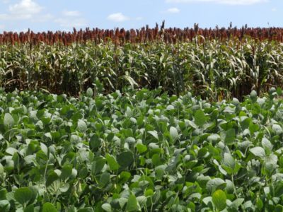 Articulación con privados para potenciar seguros agrícolas