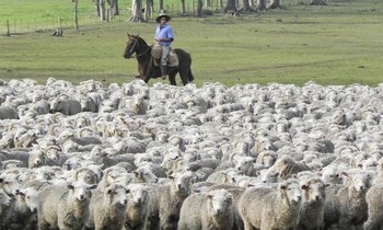 Salto es el más ovejero del país