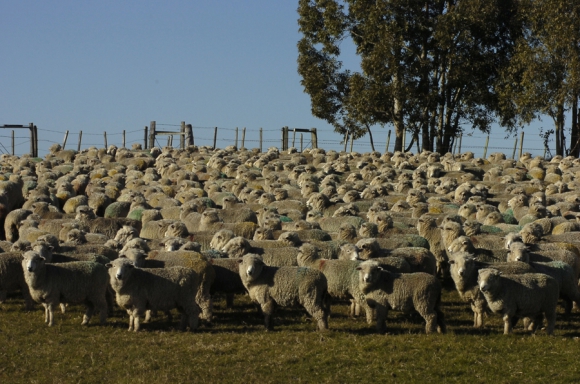 Recomendaciones de manejo para ovinos en febrero