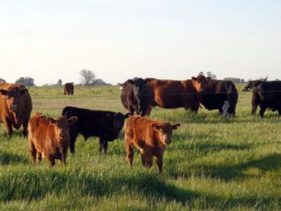 Parásitos internos en la recría vacuna