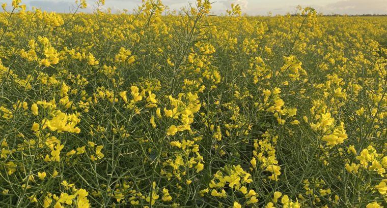 Alternancia de lluvias con días soleados muy positivos para los cultivos de invierno