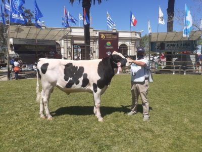 77ª Exposión Internacionl de Ganado Lechero en San José