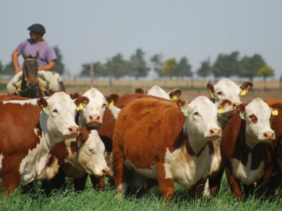 Clima y la faena de corral presionan los precios del gordo﻿