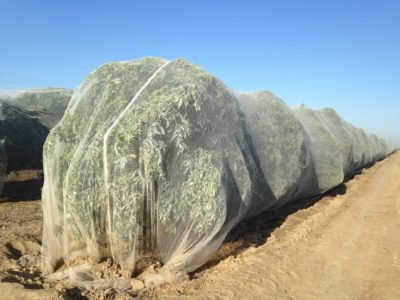 Visita a campo Enmallado en Cítricos