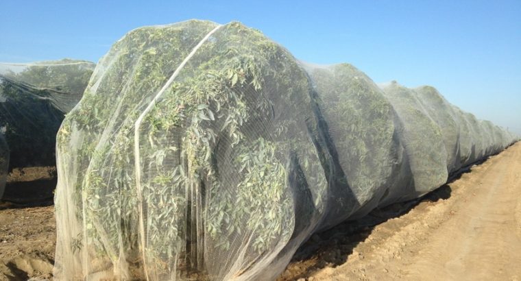 Visita a campo Enmallado en Cítricos