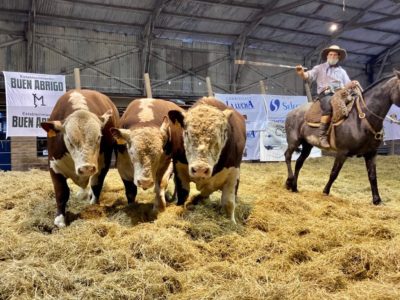 Mayores ventas en la zafra de toros