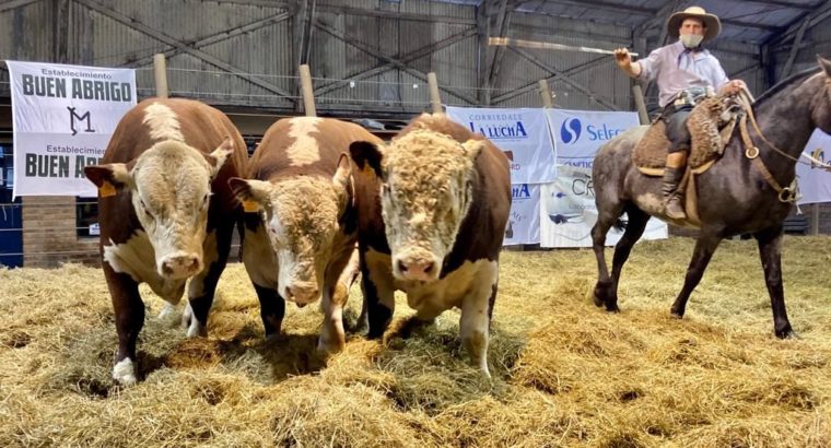 Mayores ventas en la zafra de toros