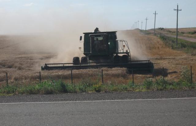 El trigo se transformó en el cultivo estrella de la campaña agrícola argentina