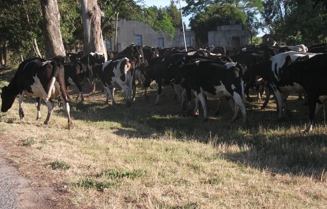 Por déficit hídrico se habilitó pastoreo en vía públíca