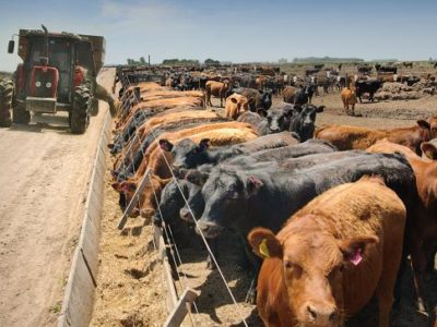 Una app para gestionar el estrés calórico en el feedlot