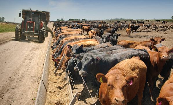 Una app para gestionar el estrés calórico en el feedlot