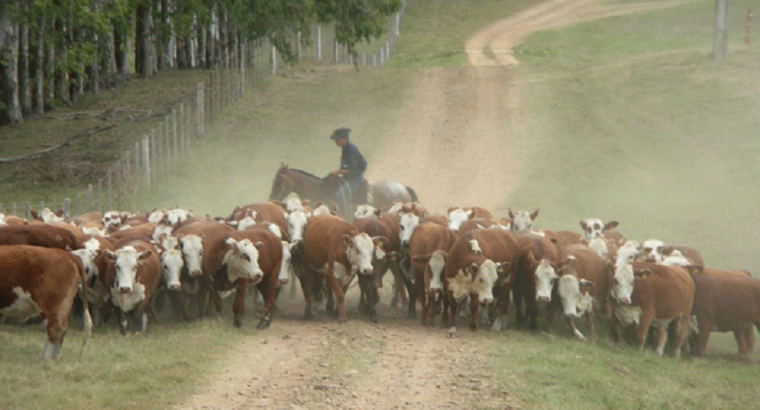 Se aplaza pago de BPS rural a productores bajo Emergencia Agropecuaria