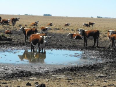 Emergencia agropecuaria como manejar el campo natural