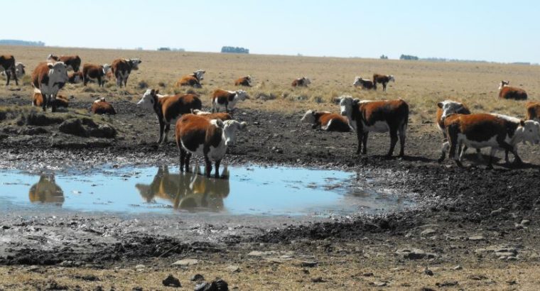 Emergencia agropecuaria como manejar el campo natural