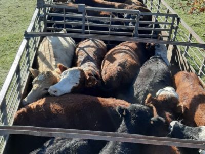 Ganado a faena con reducción de faena