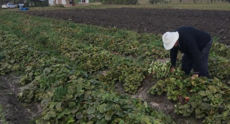 Convocatoria a Productores Familiares Granjeros deudores del BPS