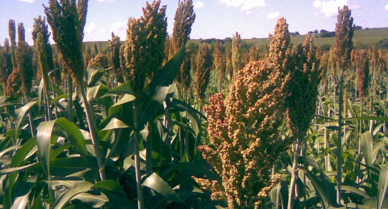 ﻿ALUR lanzó plan sorgo