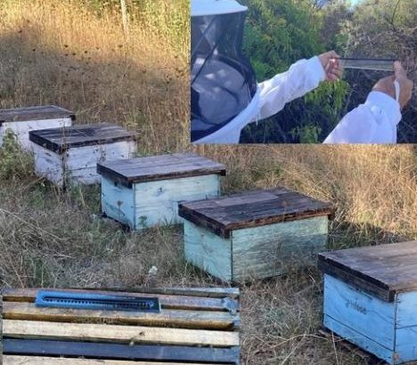 Apiarios de vigilancia con trampas para Pequeño Escarabajo de las Colmenas