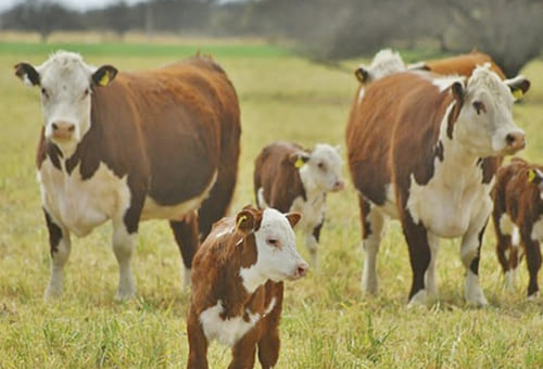 Aumentó un 3% el rodeo vacuno uruguayo