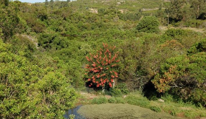 Uruguay emitió bono asociado a indicadores ambientales