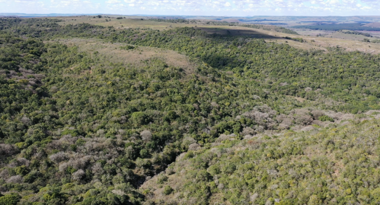 El Bosque Nativo y una política de estado