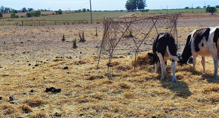 Produtores Familiares recibieron alimentos para animales