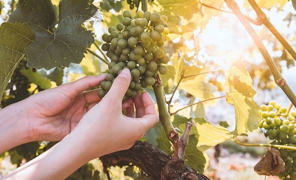 MUJERES DE LA GRANJA se extiende el plazo para la presentación de proyectos