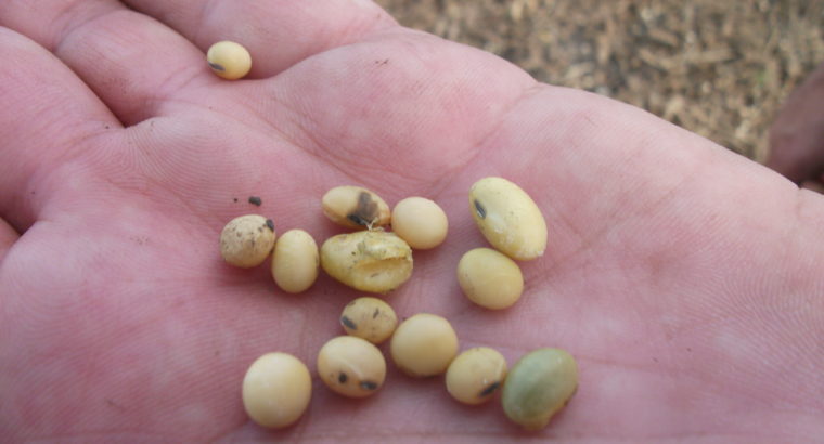 Inase autorizó venta de semilla de soja con menor germinación