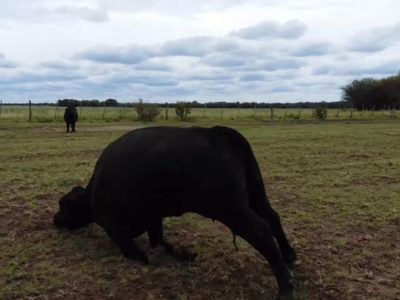 Intoxicación por nitratos en pasturas