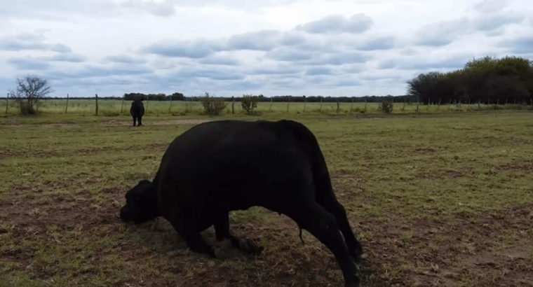 Intoxicación por nitratos en pasturas