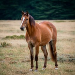 Encefalitis equina