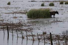 MGAP declara emergencia agropecuaria por 120 días