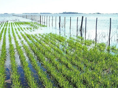 Cultivos de invierno que mejor toleraron las inundaciones