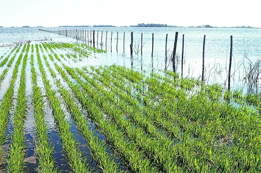 Cultivos de invierno que mejor toleraron las inundaciones