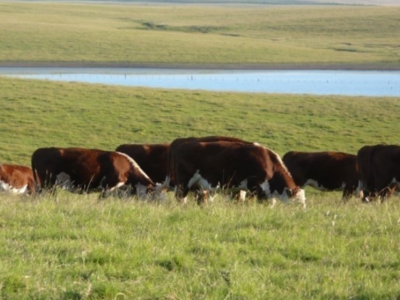 Productor ganadero de Tacuarembó aplica distintas técnicas agroecológicas