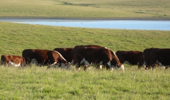 Productor ganadero de Tacuarembó aplica distintas técnicas agroecológicas